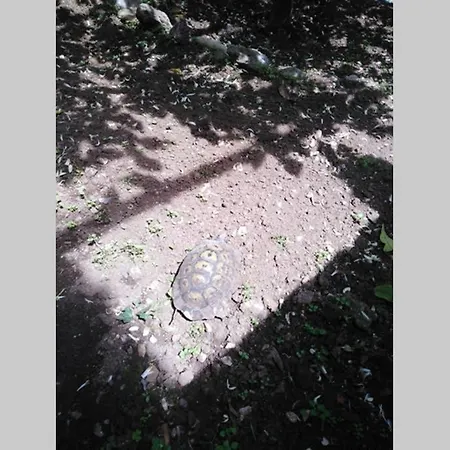 Moneghetti 아파트 보솔레이